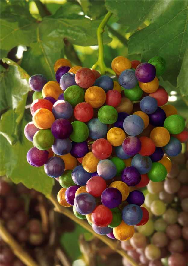 Signo Bobal 2008 y otras chucherias