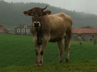 Vaca Caviedes
