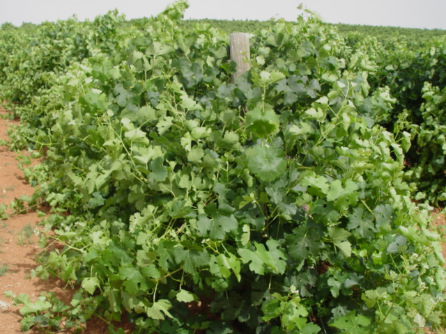 Rutas del vino de Aragón. Oasis de viñas entre Aridez.  
