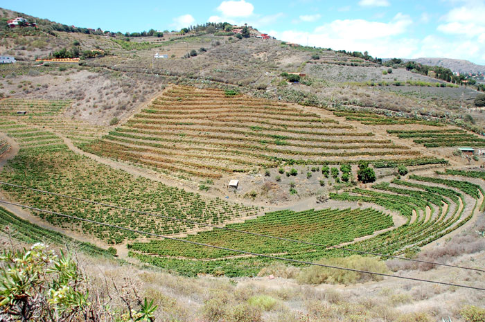 Bodega Hoyos de Bandama  y Gabi Morales en manos de un buen vino