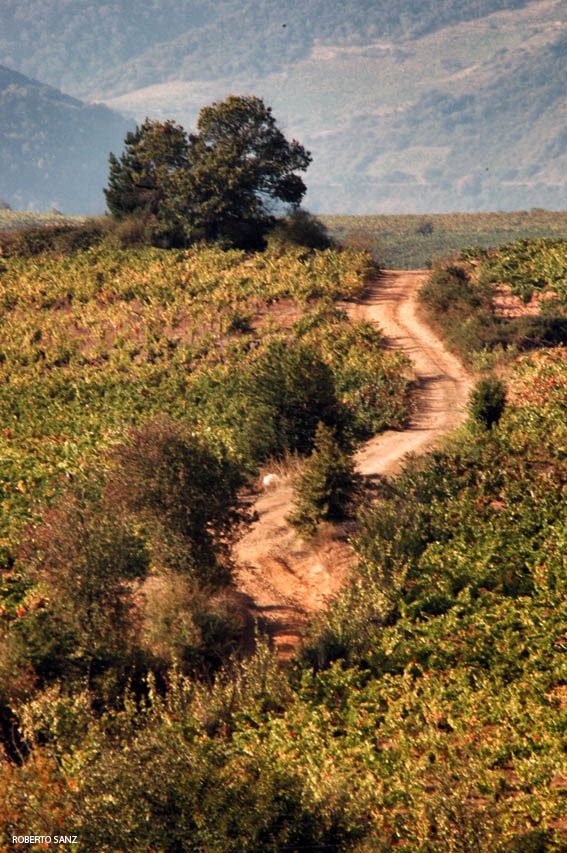 Pago de Valdoneje: 100% Bierzo