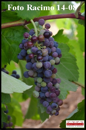 Se acerca la vendimia