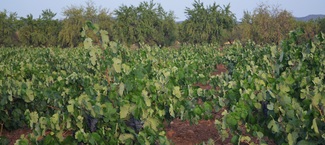 Parcela de bobal B-28