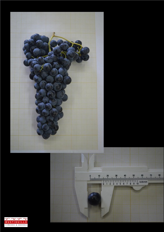 Decisiones cruciales para el proyecto Veremacom