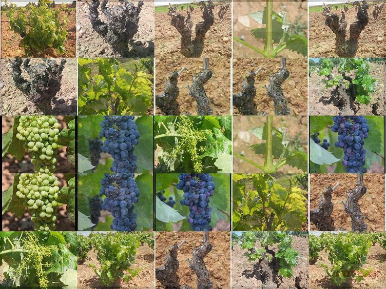 El proyecto Veremacom se vendimia en Mustiguillo