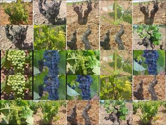 El proyecto Veremacom se vendimia en Mustiguillo