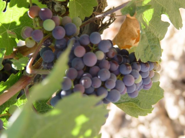 Paisajes de la Sencillez. Visita a Bodega Cérvoles, Costers del Segre. Lleida