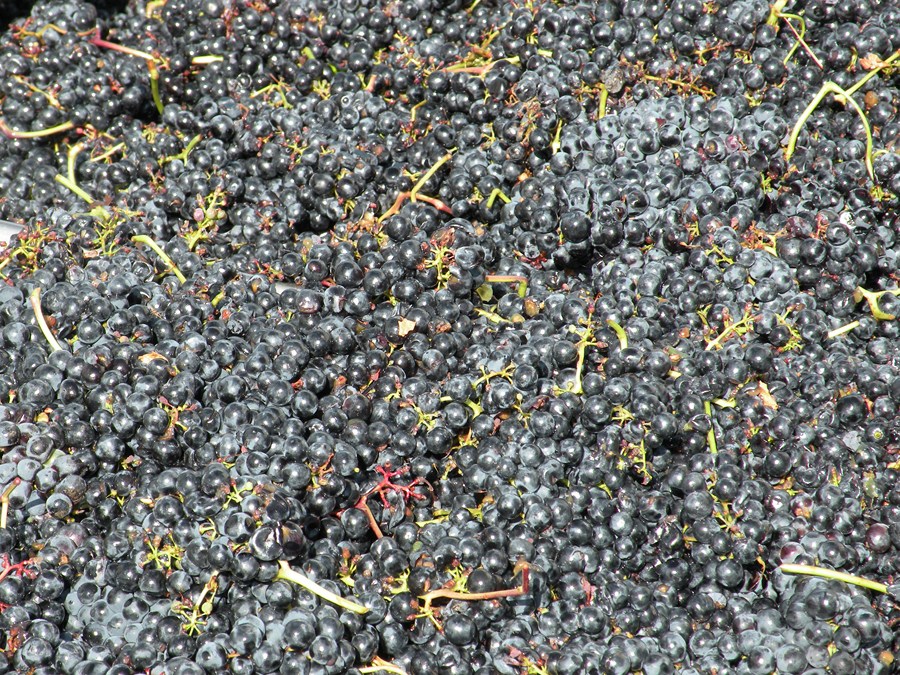 Jornada de vendimia en Bodegas David Moreno