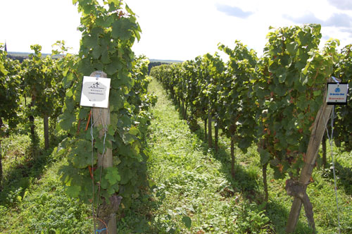 Los 2011 Erstes Gewächs y Grosses Gewächs, un año distinto. (I)