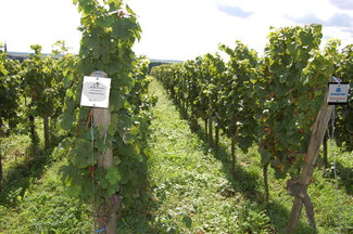 Los 2011 Erstes Gewächs y Grosses Gewächs, un año distinto. (I)