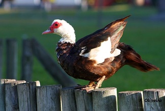 Pato mudo