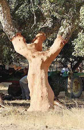 Los alcornoques del incedio del Alt Empordà empiezan a rebrotar