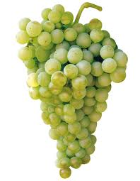 Guía para principiantes: el aroma de las uvas blancas