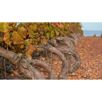 Viña seca de Copaboca