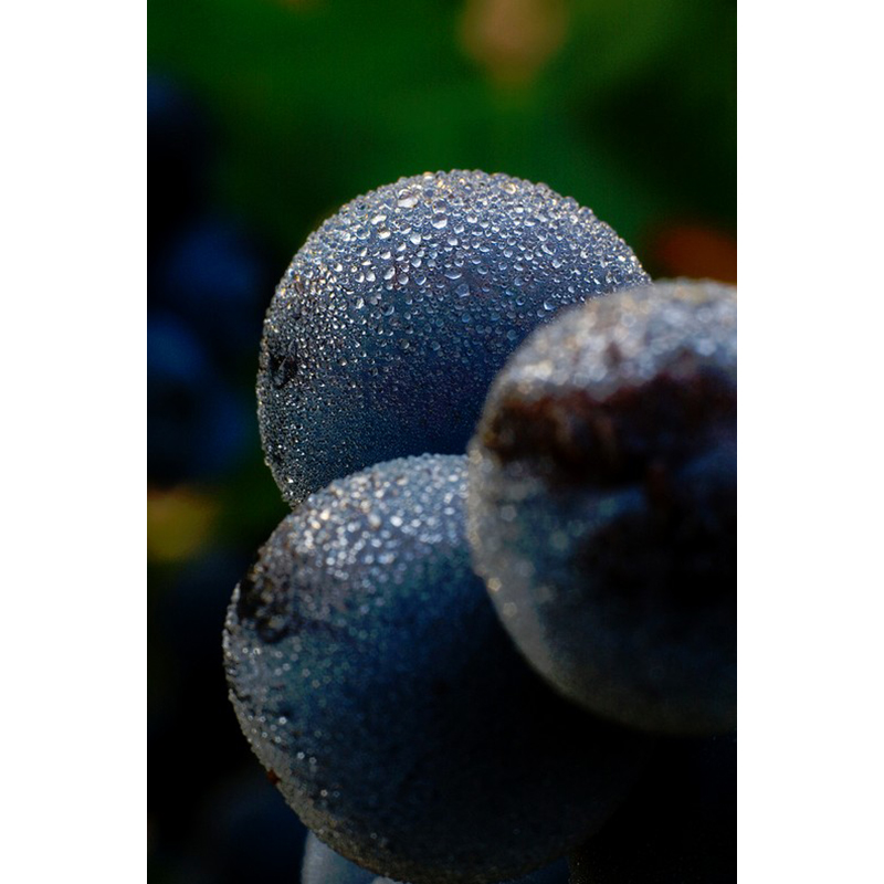 Record de ventas en Ribera del Duero: Apostando por la calidad