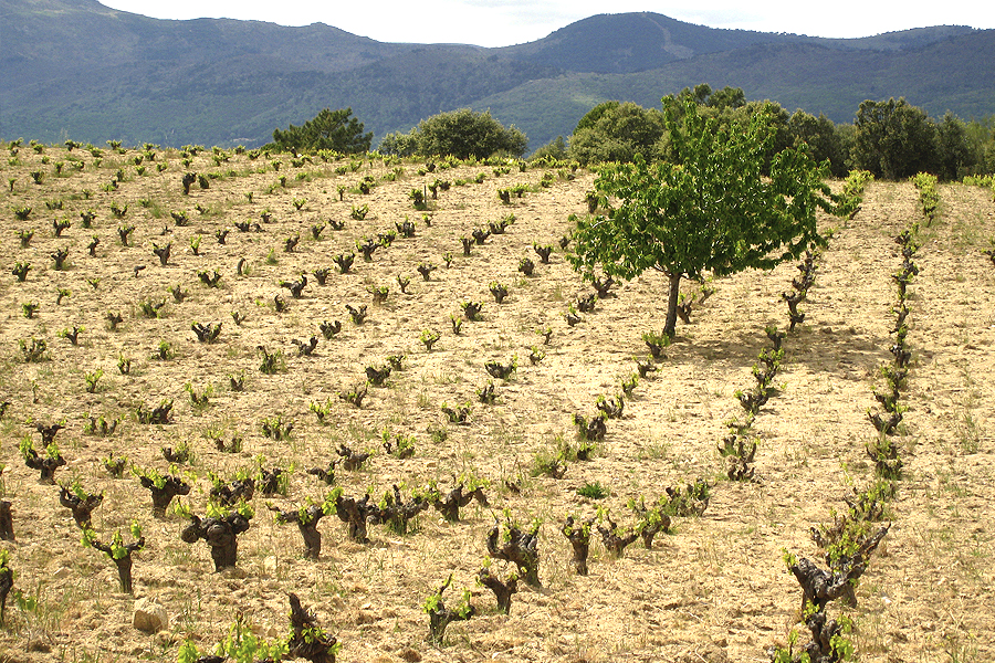Picarana 2011, un grande sin duda