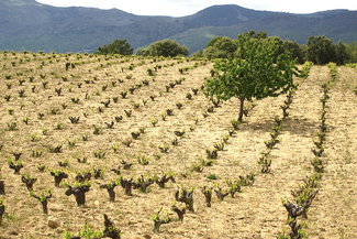 Picarana 2011, un grande sin duda