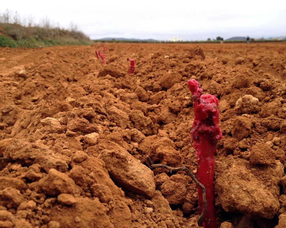 Nuevo Proyecto de Malvasia de Segura Viudas