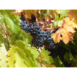 Racimo en Altos del Terral