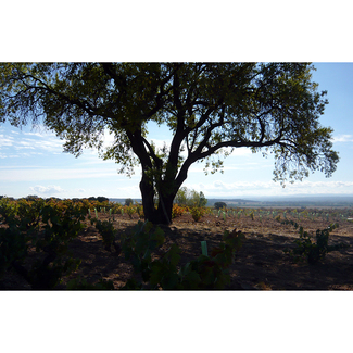 Paisaje de Altos del Terral