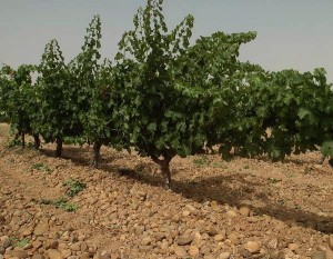 Nueva Ruta del Vino de Rueda