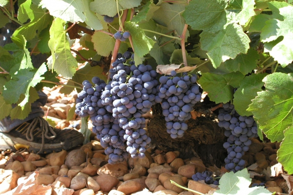 X Aniversario D.O.P. Ribera del Júcar