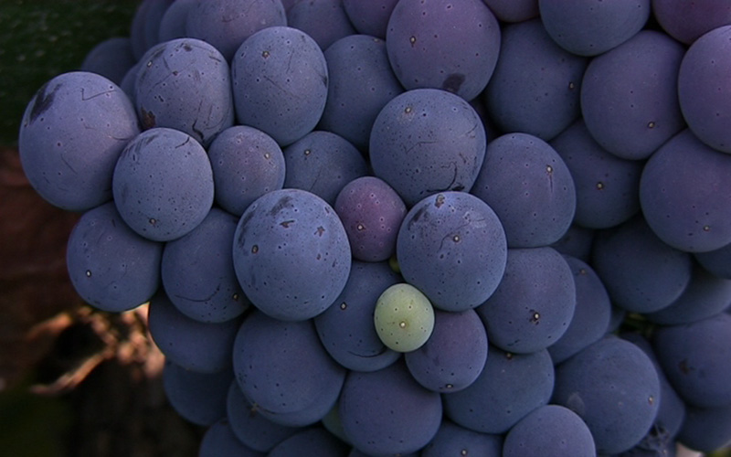 Propiedades del vino: La uva bobal con altos niveles de resveratrol