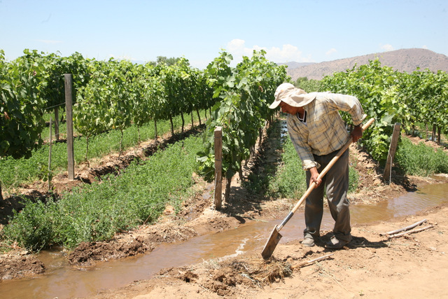 La cultura de la vid en Bolivia. Nuevo libro sobre vinos bolivianos