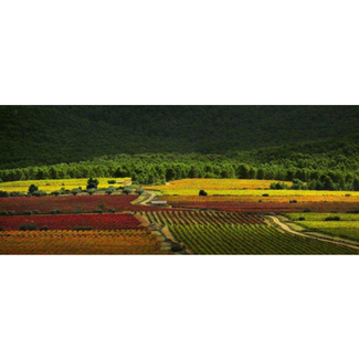 Viñedos Los Frailes