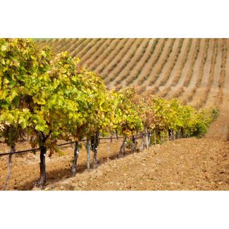 Viñedos Monte Blanco