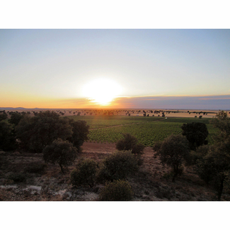 Viñedos Bodega Barreda