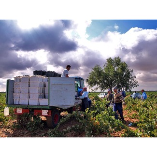 Vendimia en Bernal García-Chicote