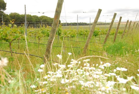 La Expresión de la propia naturaleza en Finca Las Caraballas