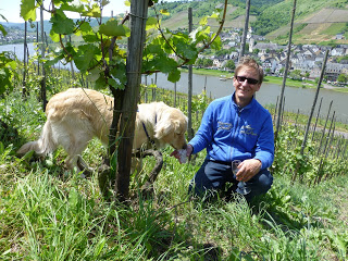Escapada a Reil-Mosel, Weinhaus Barzen
