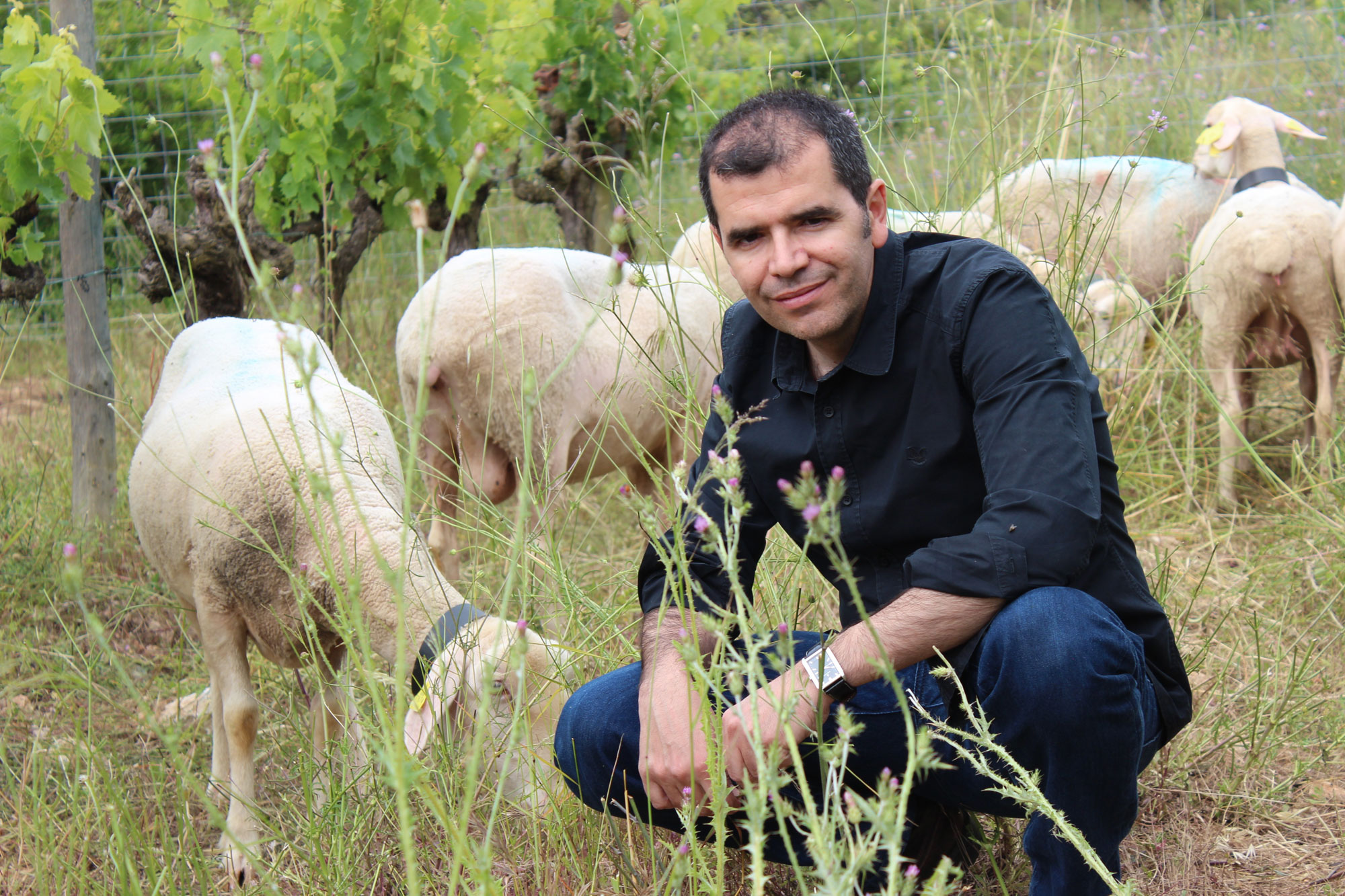 Ovejas en los viñedos para la gestión de la cubierta vegetal