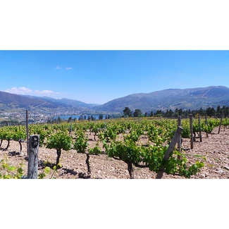 Viñedos de la Bodega Viña Somoza