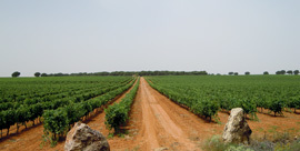 Viñedos Bernabeu