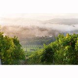 Bodegas Fillaboa (Masaveu Bodegas)