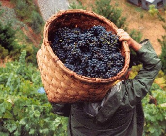 Ochoa celebra mañana el inicio de la vendimia abriendo las puertas de su bodega de Olite 