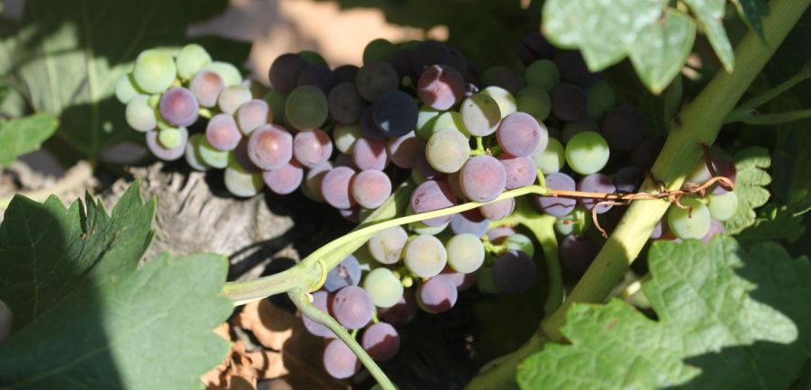 Valdemonjas Viñedos y Vinos. Crónica de la añada 2013