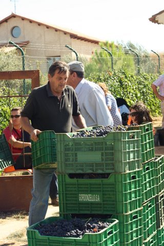 La D.O. Utiel Requena comienza esta semana la vendimia 2013