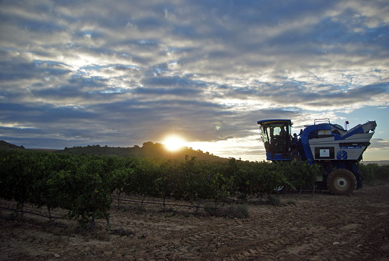 Bodegas Ochoa inicia la vendimia 2013 