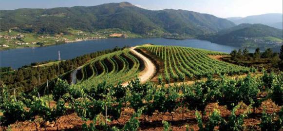 Tiempo de vendimia: 5 destinos enoturísticos en 5 puntos de España 