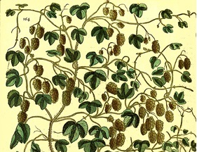 10 curiosidades del lúpulo y su relación con la cerveza