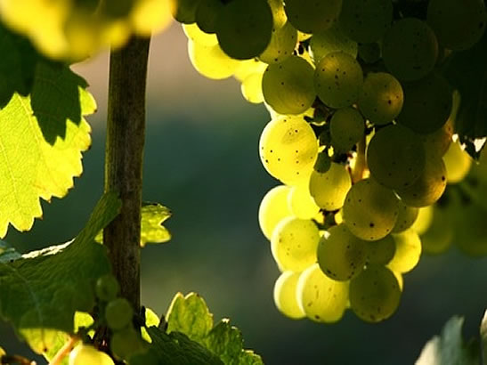 Albariños al Mundo 2013