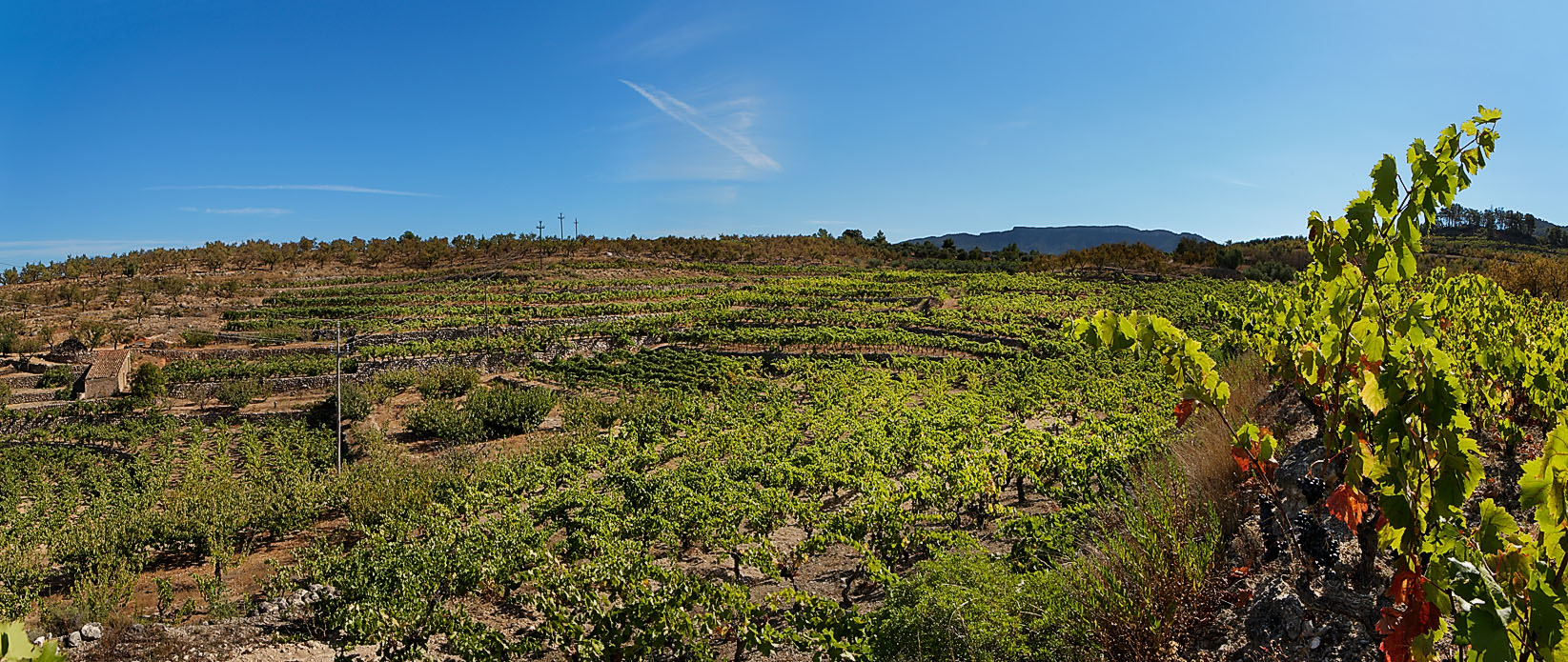 Bloggers y prescriptores de 8 países diferentes acudirán a visitar la DO Montsant para conocer sus vinos personalmente