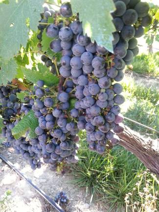 Haro, El escalón de la Rioja Sorprendente