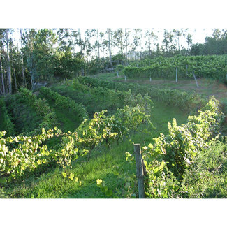 Viñas de Pedralonga