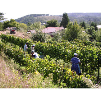 Vendimia de Adega Pedralonga
