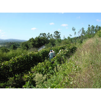 Trabajo en Pedralonga